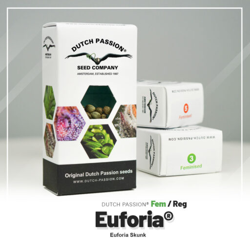 Auto-Euforia®-Dutch-Passion-seed-Company – Pack com 3