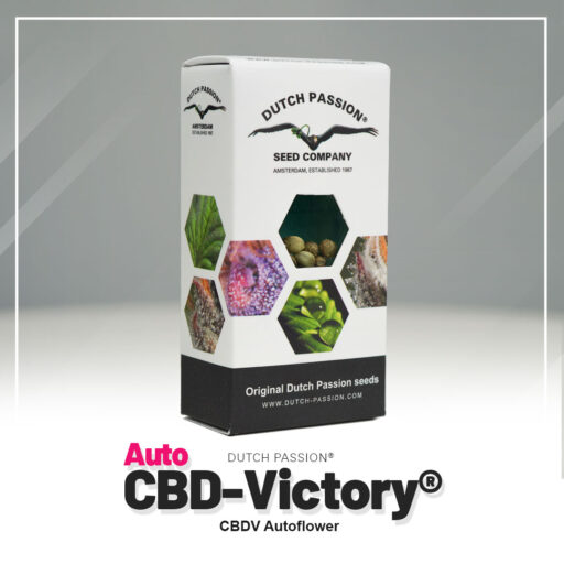 Auto CBD-Vitória®Dutch-Passion-Seed-Company Pack com 3