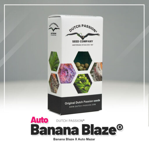 Auto Banana Blaze®-Dutch-Passion-Seed-Company Pack com 3
