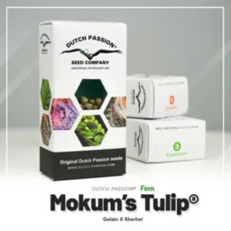 Mokum’s Tulip®-Dutch-Passion-Seed-Company –  Pack com 3