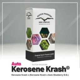 Auto kerosene Krash®-Dutch-Passion-Seed-Company – Pack com 3