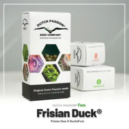 Frisian-Duck®-Dutch-Passion-Seed-Company – Pack com 3