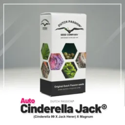 Auto Cinderela Jack®Dutch-Passion-Seed-Company Pack com 3