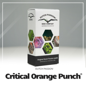 Critical Orange Punch®