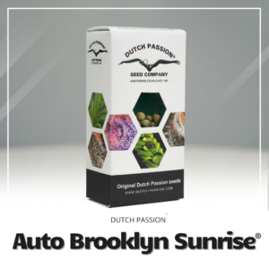 Auto Brooklyn Sunrise®