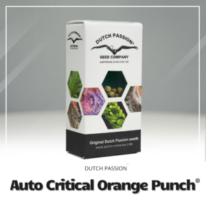 Auto Critical Orange Punch®