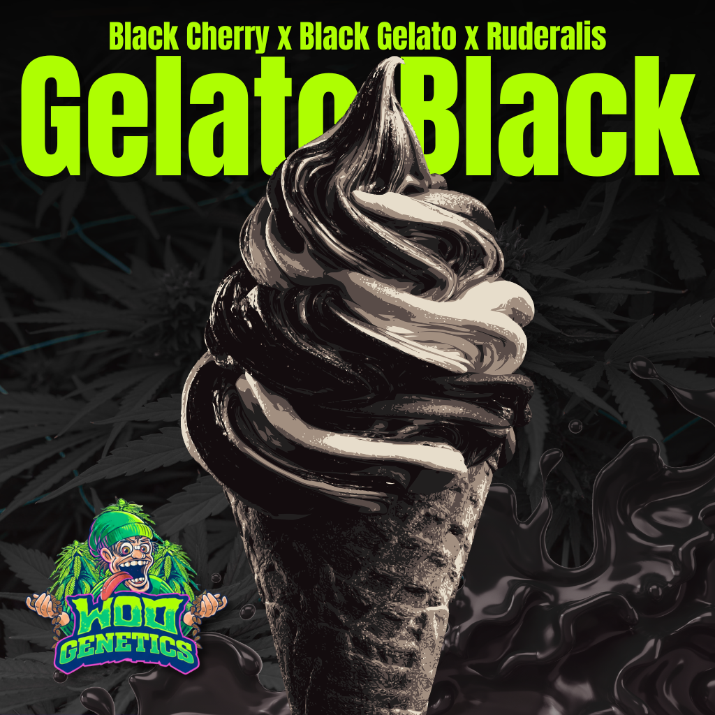 Gelato Black