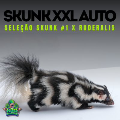 Skunk XXL Auto
