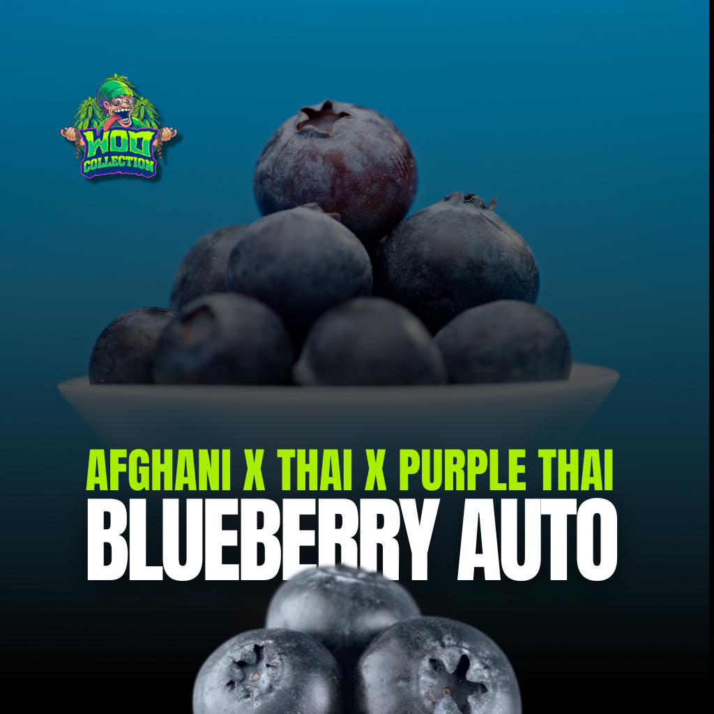 Blueberry Auto