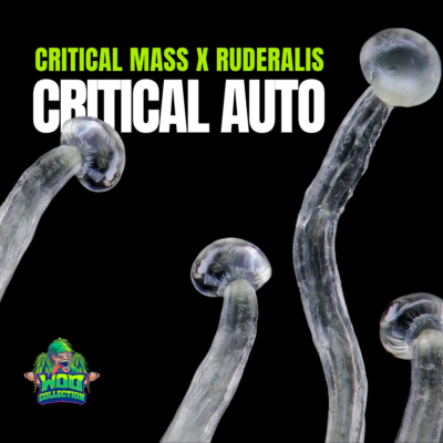 Critical Auto