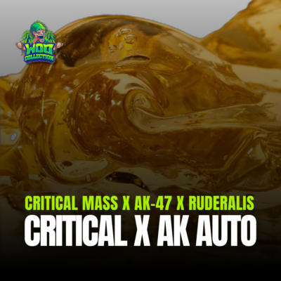 Critical x AK Auto