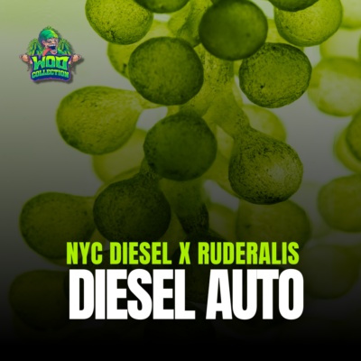 Diesel Auto