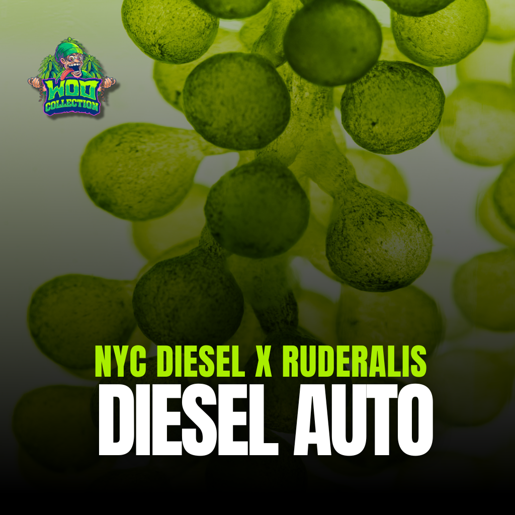 Diesel Auto