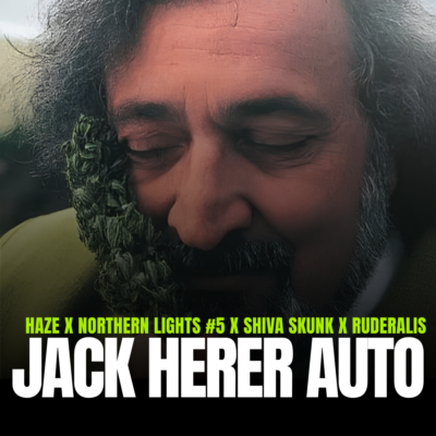 Jack Herer Auto