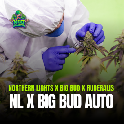 NL x Big Bud Auto