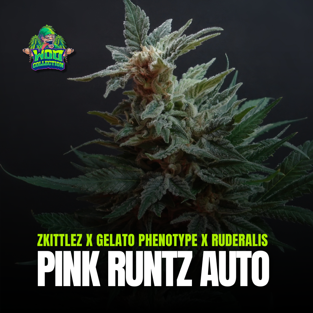 Pink Runtz Auto