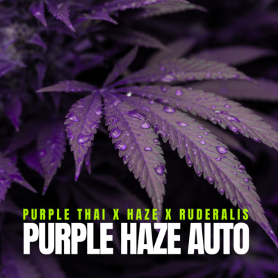 Purple Haze Auto