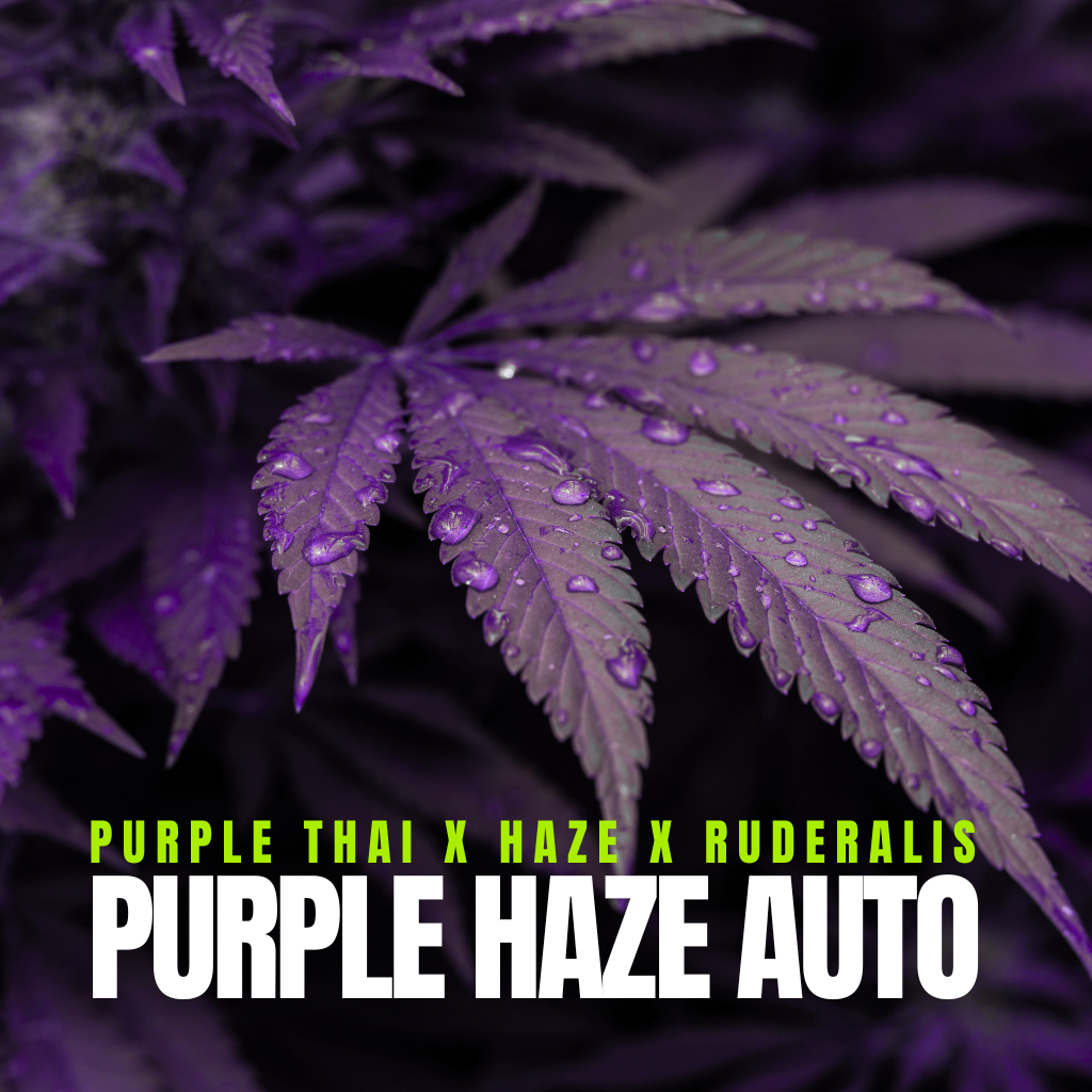 Purple Haze Auto