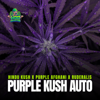 Purple Kush Auto