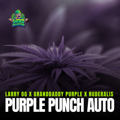 Purple Punch Auto
