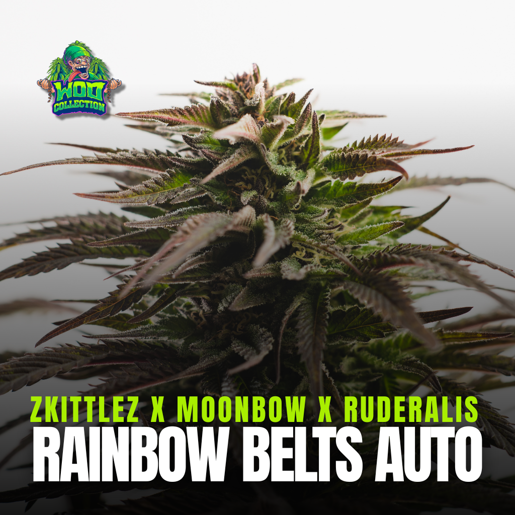 Rainbow Belts Auto