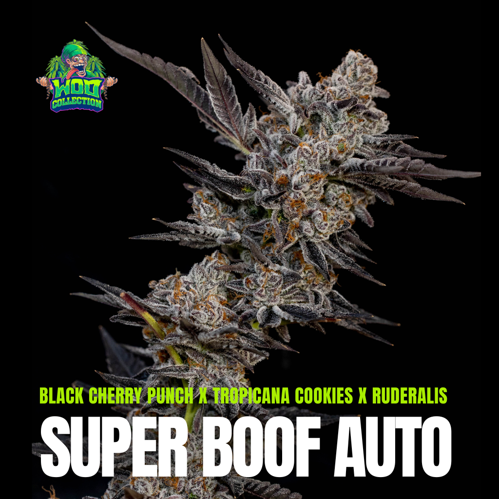 Super Boof Auto