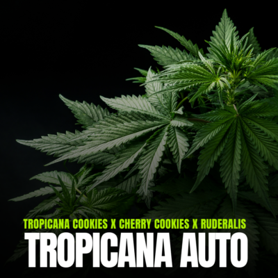 Tropicana Cherry (Tropicana Auto)