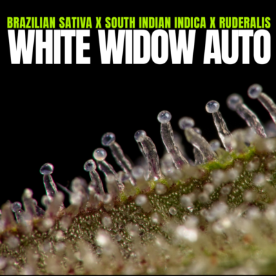 White Widow Auto